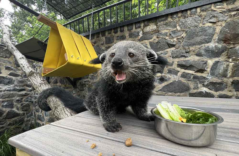 Binturongs at the Brandywine Zoo