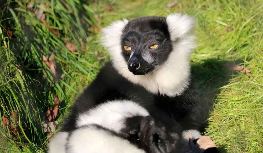 Black and White Ruffed Lemurs at the Brandywine Zoo