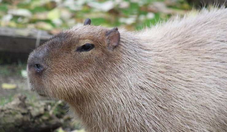 Capybara at the Brandywine Zoo