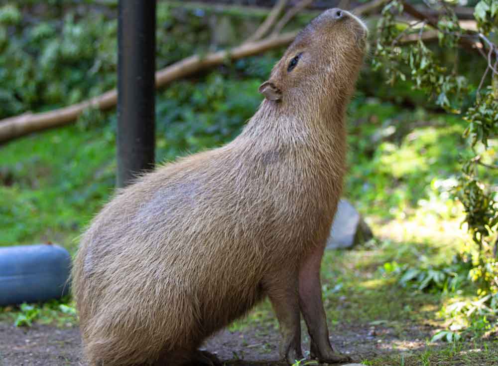 Capybara Facts (Hydrochoerus hydrochaeris)