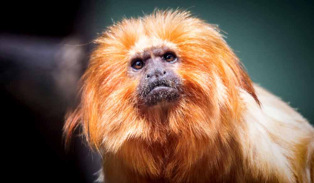 Where can I see the Golden Lion Tamarin in the wild