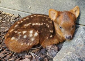 male pudu fawn at the Brandywine Zoo