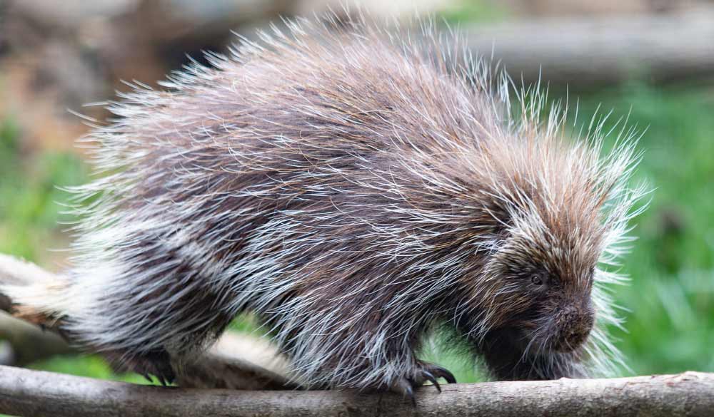 North American Porcupine at the Brandywine Zoo