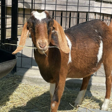 nubian-goat