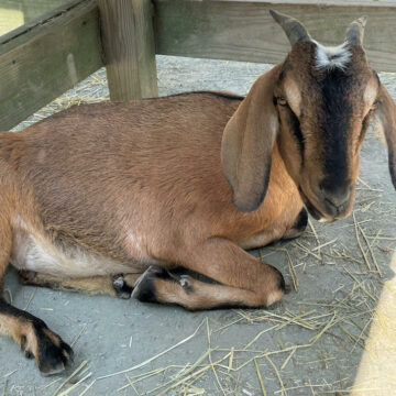 nubian-goat-napping