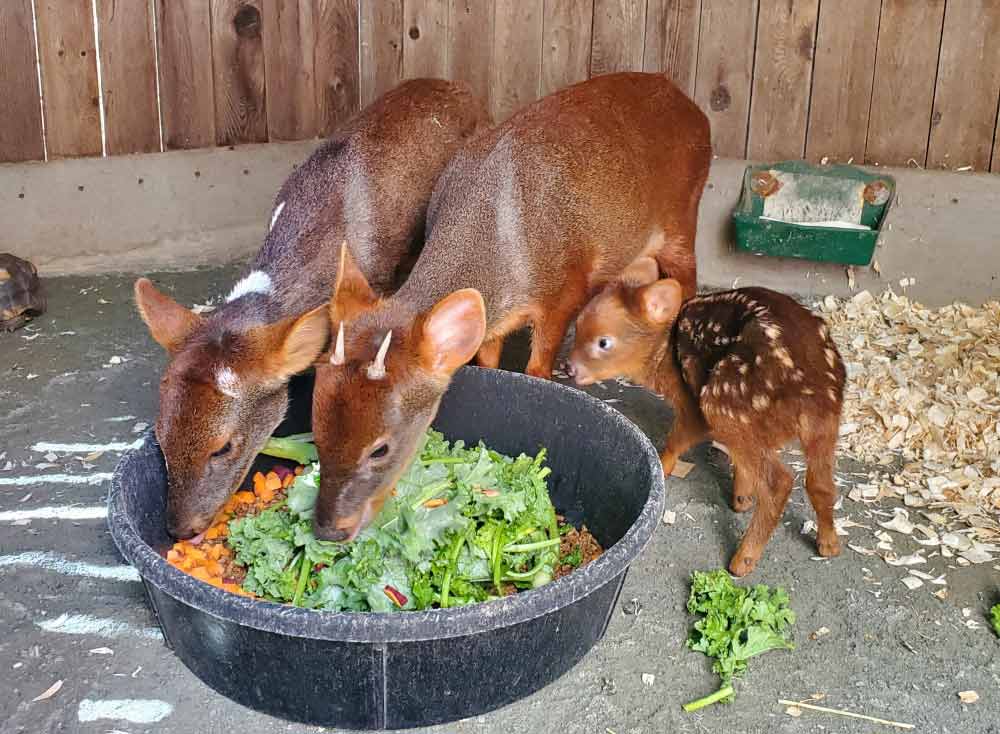 Pudu Family. Clover, Ande and new fawn at the Brandywine Zoo