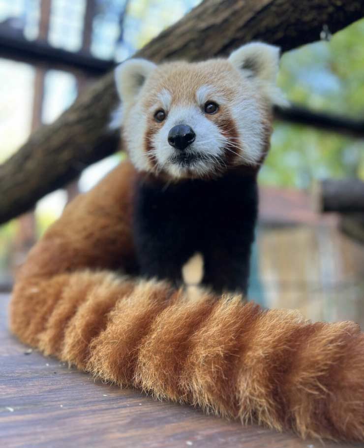 Sherman the red panda at the Brandywine Zoo