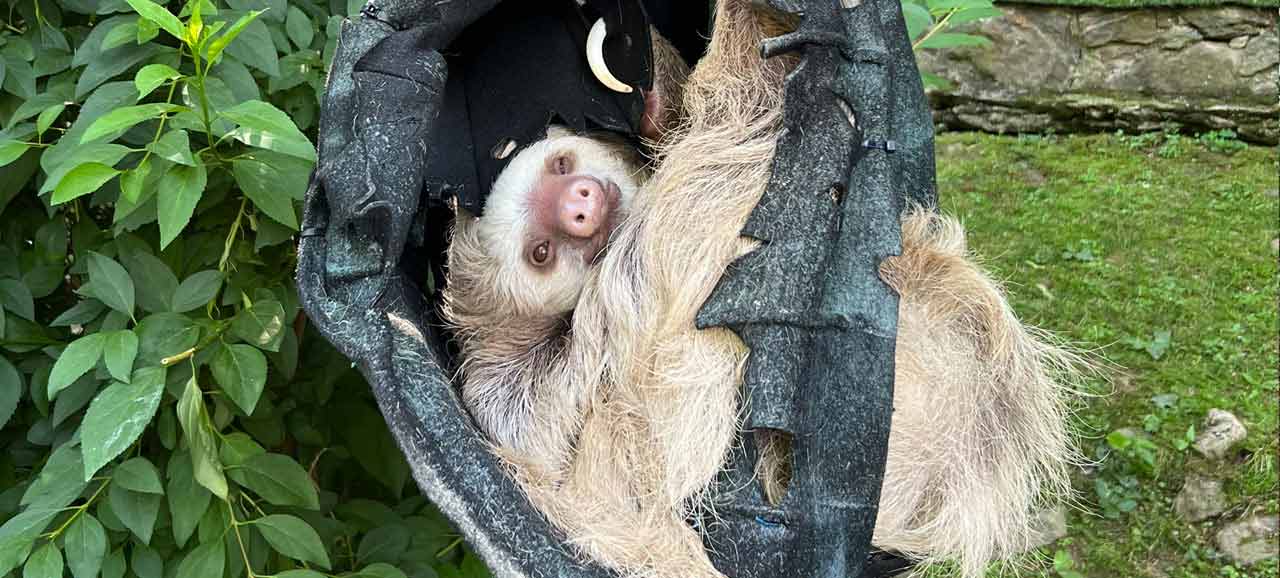 Hoffman Two-toed Sloth at the Brandywine Zoo