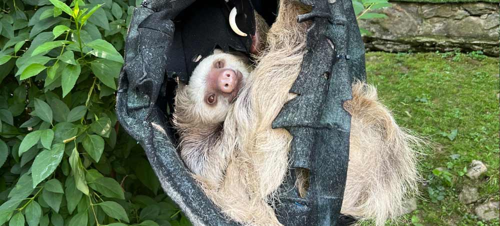 Hoffman's Two-toed Sloth at the Brandywine Zoo