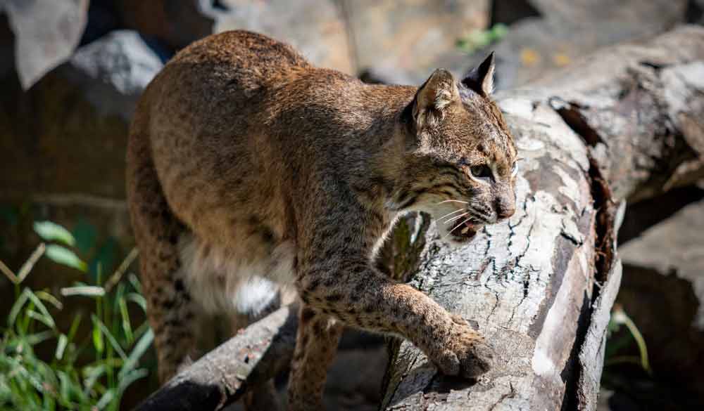 Squeakers the Brandywine Zoo's Florida Bobcat