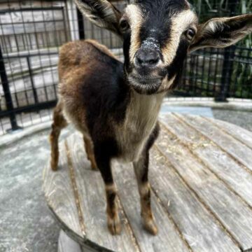 San-Clemente-Island-Goat
