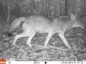 Coyote spotted in Hockessin, DE