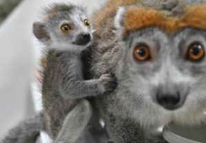 Crowned lemur baby with mother Sophie at Brandywine Zoo