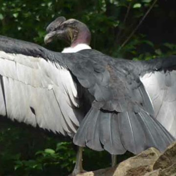 andean-condor-bird-brandywine-zoo