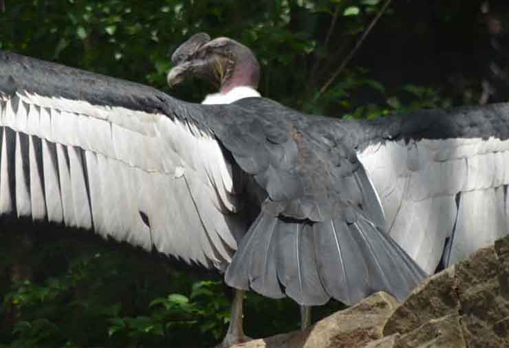Andean condor is a bird at the Brandywine Zoo