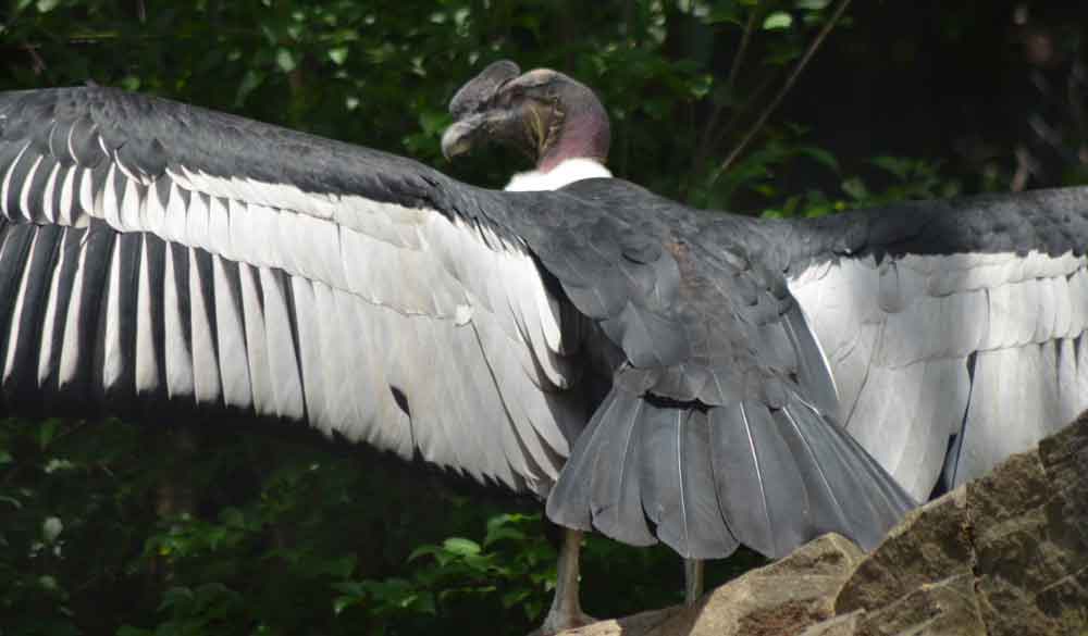 Andean Condor at the Brandywine Zoo