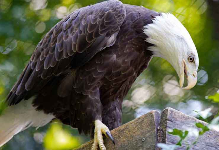 Bald eagle is a bird at the Brandywine Zoo
