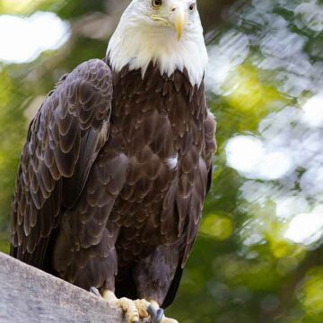 bald-eagle-perched