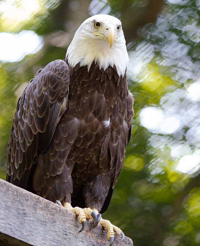 Bald eagles know nest building means bonding time