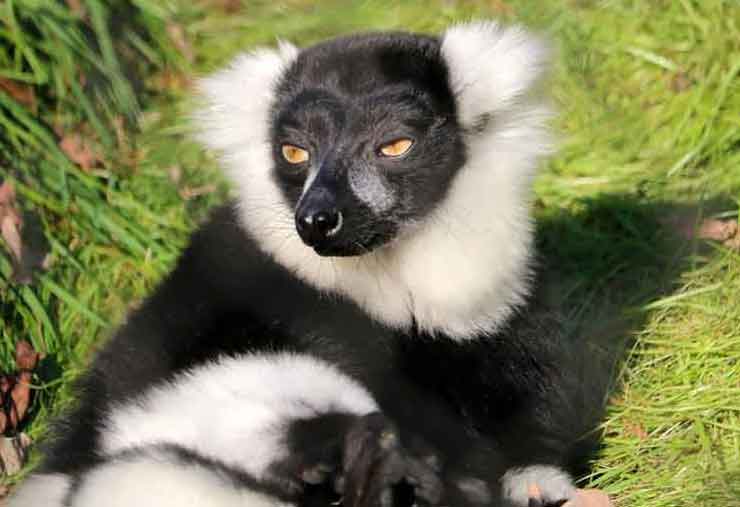 Black and White Ruffed Lemur is a mammal at the Brandywine Zoo