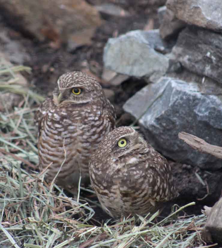 western burrowing owl pair brandywine zoo