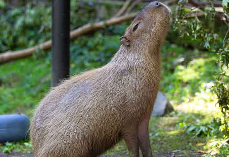 Capybara is a mammal at the Brandywine Zoo