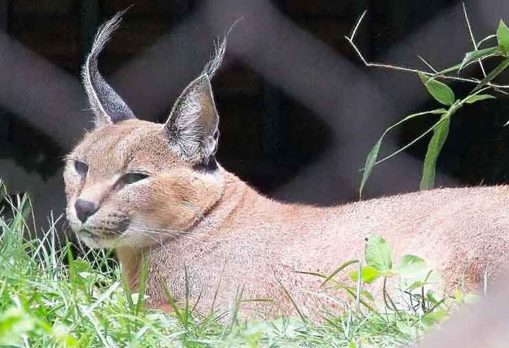 Caracal is a mammal at the Brandywine Zoo
