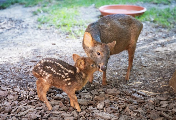 Southern pudu is a mammal at the Brandywine Zoo