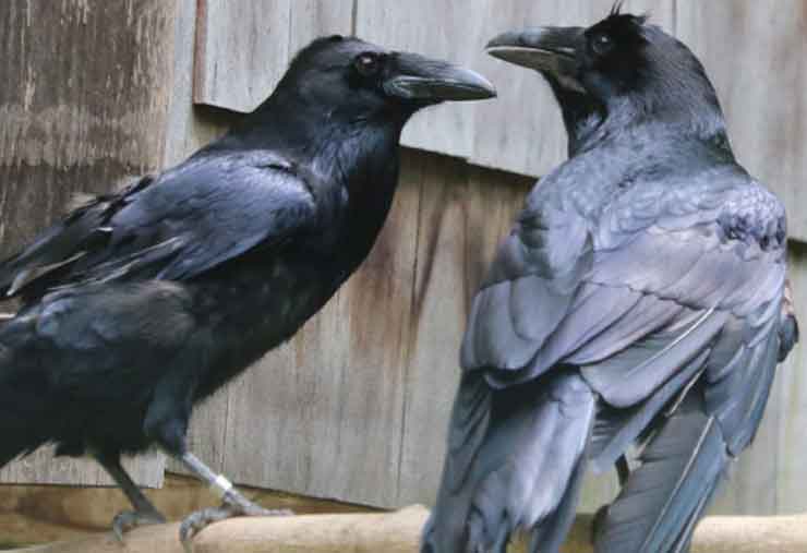 Common raven is a bird at the Brandywine Zoo