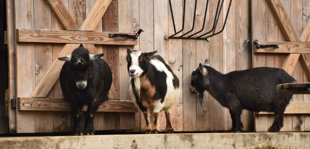 Domestic goats at the Brandywine Zoo