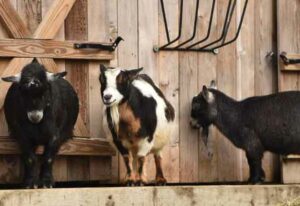 Domestic goats are mammal at the Brandywine Zoo