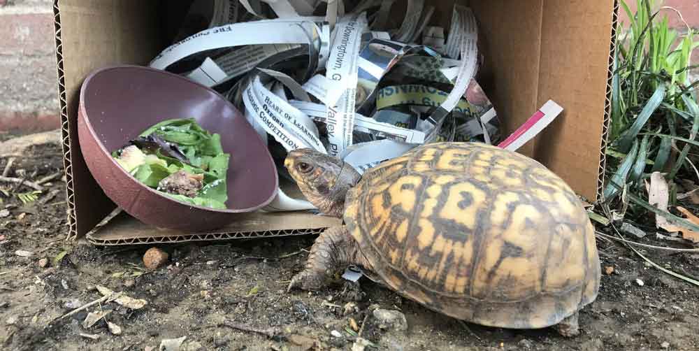 Eastern box turtle at the Brandywine Zoo