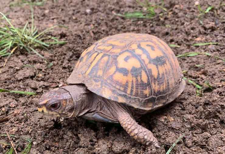 Eastern box turtle is a reptile at the Brandywine Zoo