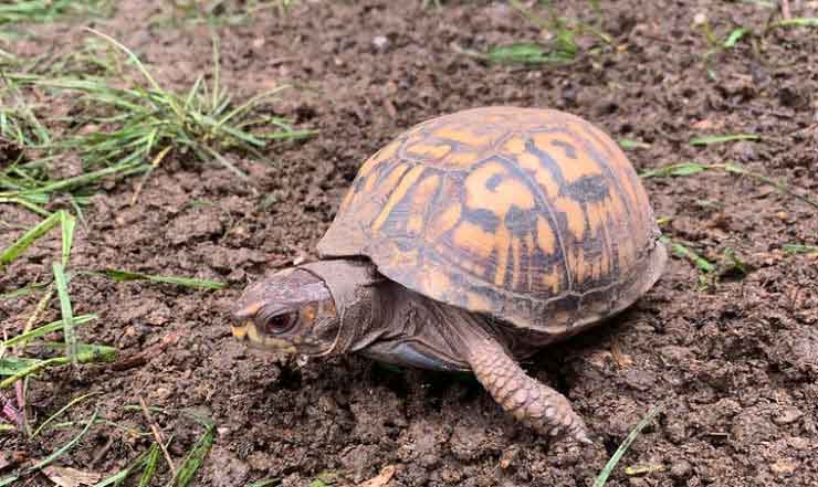 Eastern box turtle in mud