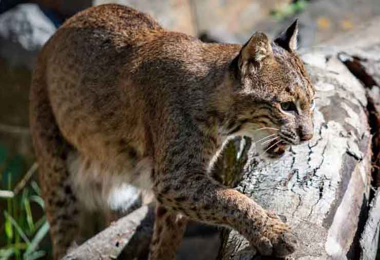 Florida Bobcat is a mammal at the Brandywine Zoo