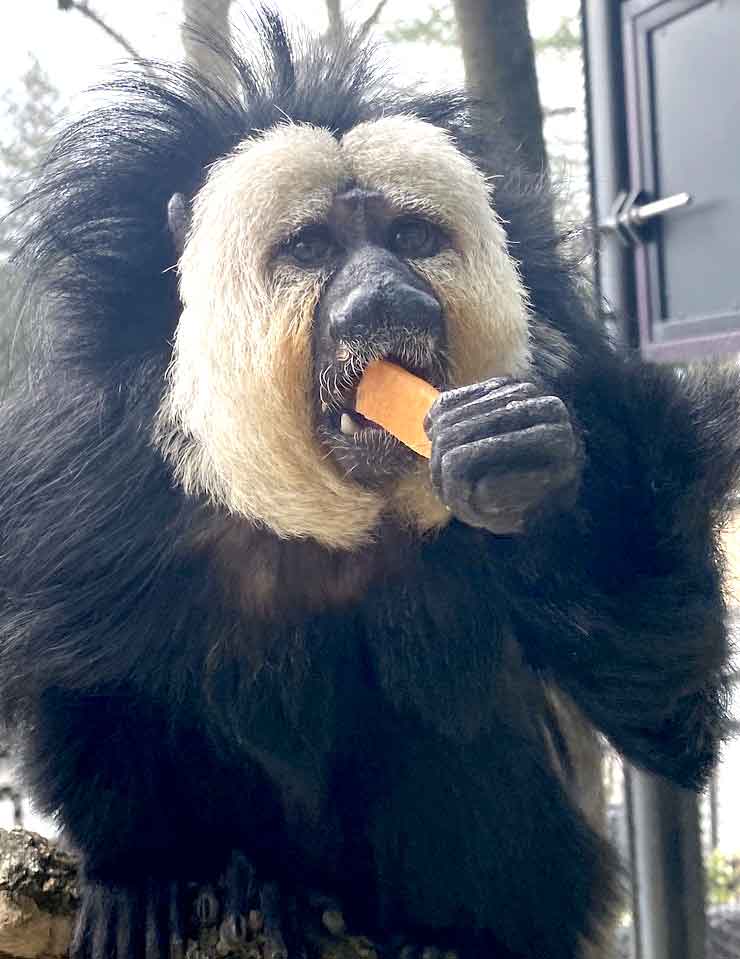 White-faced saki at the Brandywine Zoo