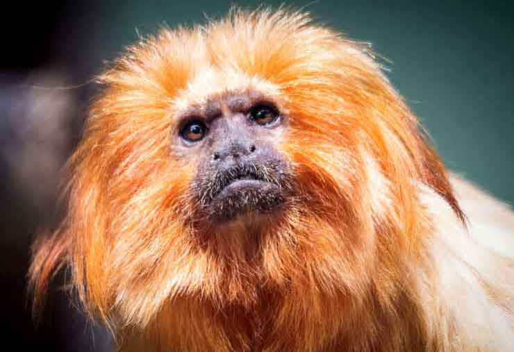 Golden lion tamarin is a mammal at the Brandywine Zoo