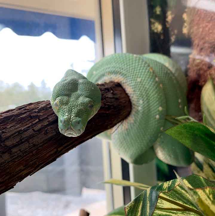 Green Tree Python wrapped on branch