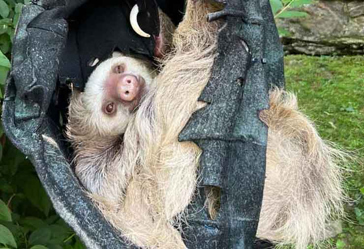 Hoffman's two-toed sloth is a mammal at the Brandywine Zoo
