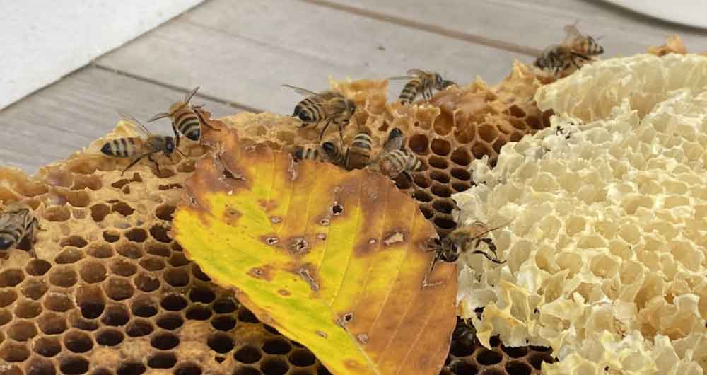 Italian Honey Bees at the Brandywine Zoo