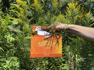 Butterfly Native plants