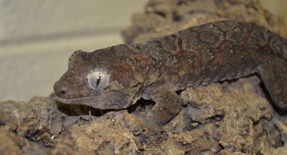 Mossy Prehensile Tailed Gecko at the Brandywine Zoo