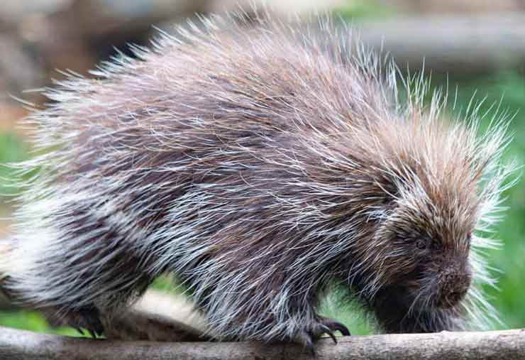 North American porcupine is a mammal at the Brandywine Zoo