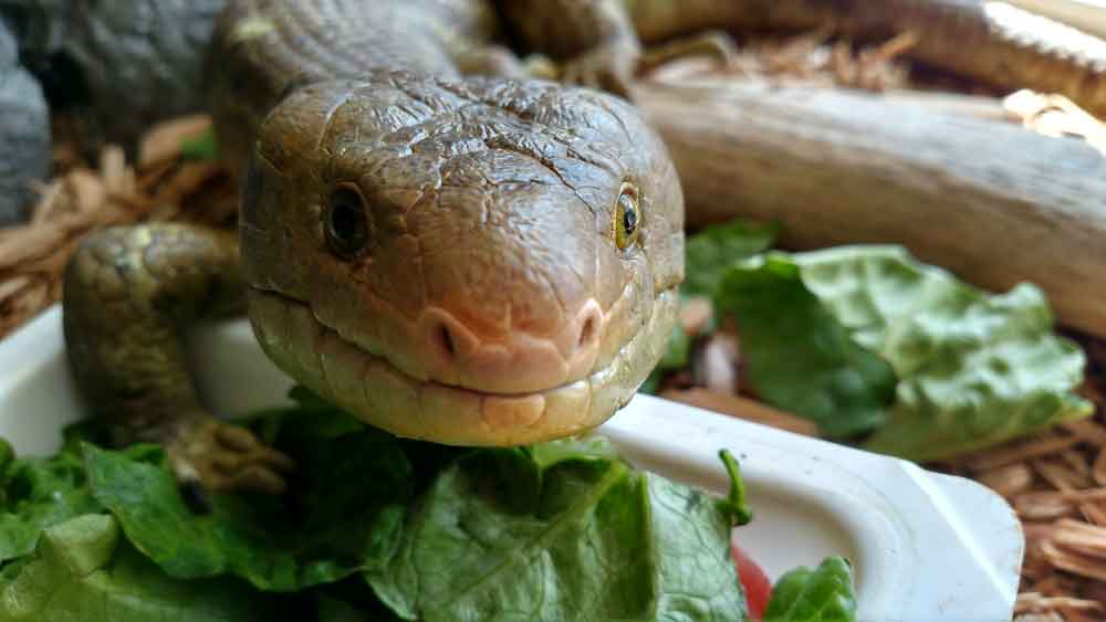 Prehensile-tailed skink at the Brandywine Zoo