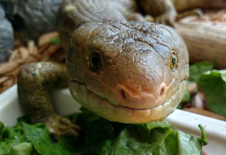 Prehensile-tailed skink is a reptile at the Brandywine Zoo