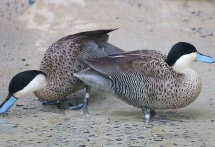 Puna teal duck is a bird at the Brandywine Zoo