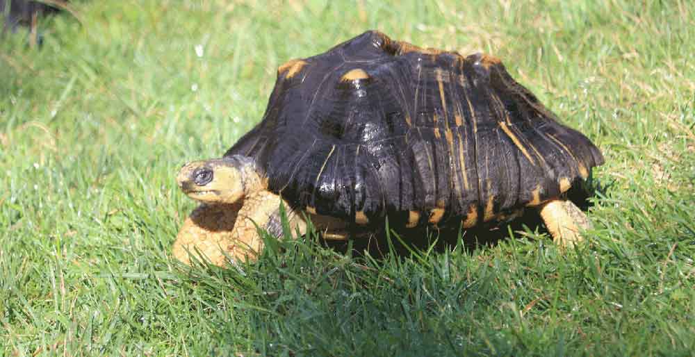 Radiated Tortoise at the Brandywine Zoo
