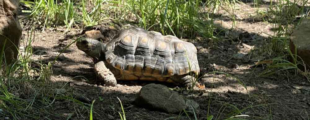 Red Footed Tortoise at the Brandywine Zoo