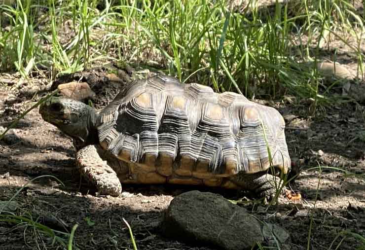Red-footed tortoise is a reptile at the Brandywine Zoo