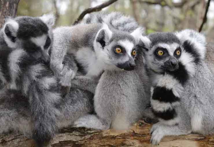 Ring-tailed lemur is a mammal at the Brandywine Zoo